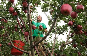Δεν βρίσκουν εργατικά χέρια στην Αγιά για τα μήλα και τα κεράσια